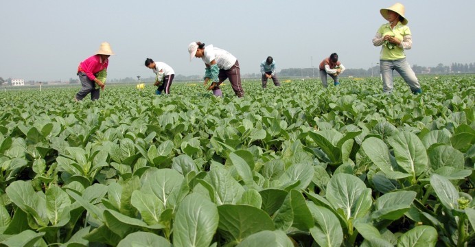 Highest Tobacco producing countries in the world