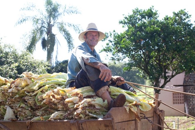 Highest Tobacco producing countries in the world