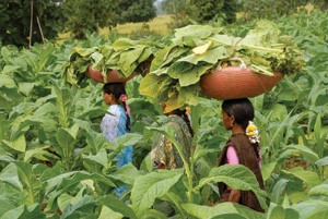 Highest Tobacco producing countries in the world