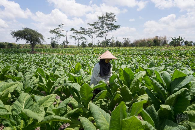 Highest Tobacco producing countries in the world